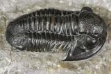 Detailed Gerastos Trilobite Fossil - Morocco #141675-3